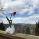 Rose enjoying the view